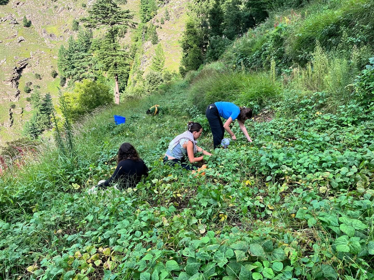 Guests taking part in a local farm activity